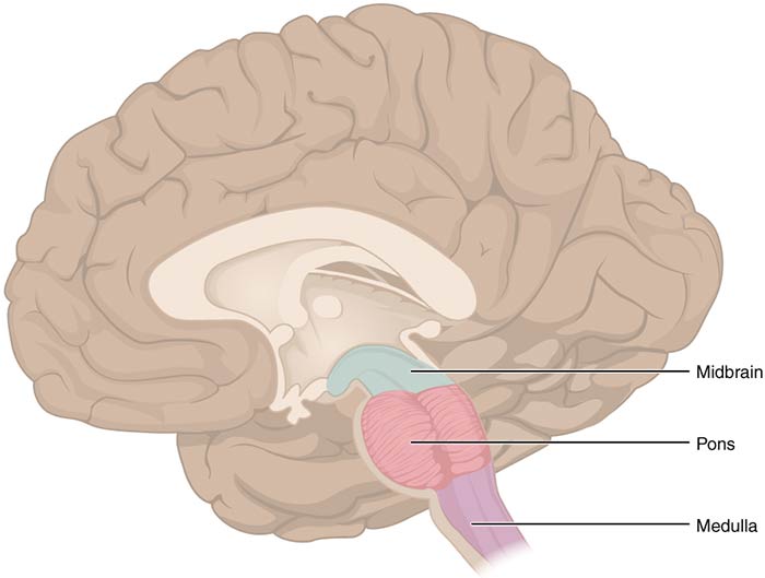 Brain Stem Death Dutton Gregory Solicitors